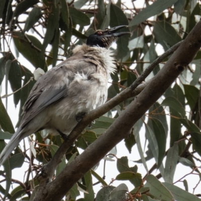 Philemon corniculatus (Noisy Friarbird) at Forde, ACT - 26 Sep 2016 by CedricBear