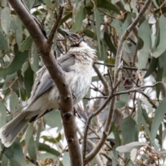 Philemon corniculatus at Forde, ACT - 26 Sep 2016 12:46 PM