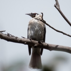 Philemon corniculatus at Forde, ACT - 26 Sep 2016 12:46 PM