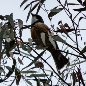 Pachycephala rufiventris at Gungahlin, ACT - 26 Sep 2016