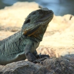 Intellagama lesueurii howittii (Gippsland Water Dragon) at Acton, ACT - 9 Mar 2010 by Ratcliffe