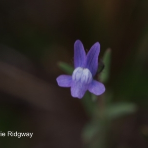 Linaria arvensis at Chapman, ACT - 25 Sep 2016 11:07 AM