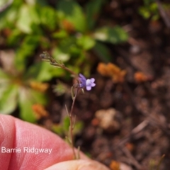 Linaria arvensis at Chapman, ACT - 25 Sep 2016 11:07 AM