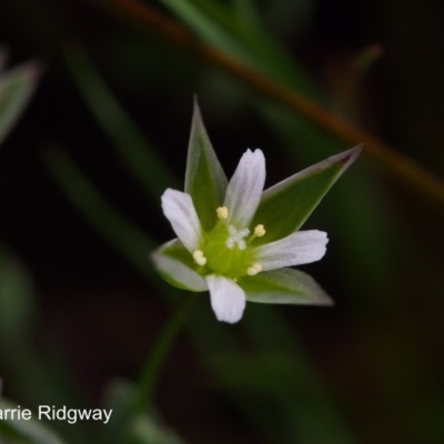 Moenchia erecta (Erect Chickweed) at Kambah, ACT - 25 Sep 2016 by BarrieR