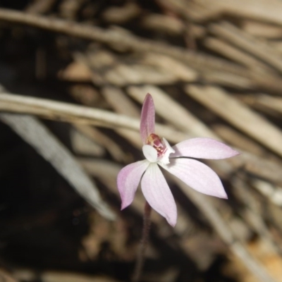 Caladenia fuscata (Dusky Fingers) at Canberra Central, ACT - 26 Sep 2016 by MichaelMulvaney
