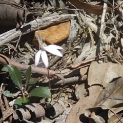 Caladenia fuscata at Point 5800 - 26 Sep 2016