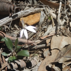 Caladenia fuscata at Point 5800 - 26 Sep 2016