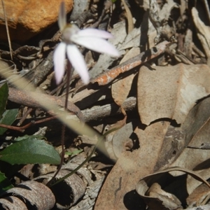 Caladenia fuscata at Point 5800 - 26 Sep 2016