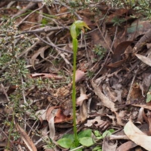 Pterostylis nutans at Canberra Central, ACT - 25 Sep 2016