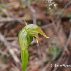 Pterostylis nutans at Canberra Central, ACT - 25 Sep 2016