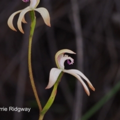 Caladenia ustulata (Brown Caps) at Molonglo Valley, ACT - 25 Sep 2016 by BarrieR