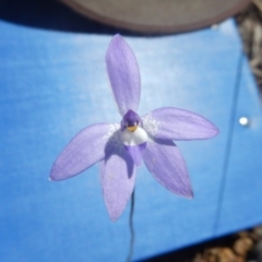 Glossodia major (Wax Lip Orchid) at Black Mountain - 26 Sep 2016 by MichaelMulvaney