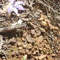 Glossodia major at Point 5800 - 26 Sep 2016