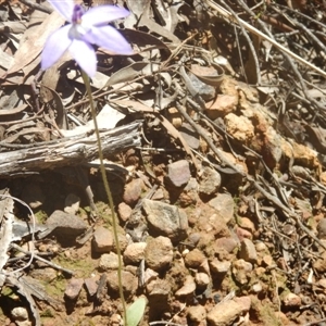 Glossodia major at Point 5800 - 26 Sep 2016