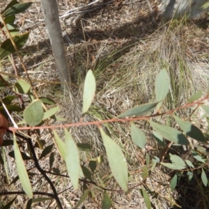 Acacia penninervis var. penninervis at Canberra Central, ACT - 26 Sep 2016