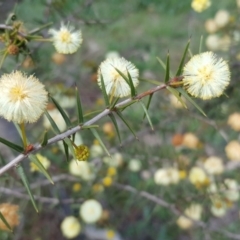 Acacia ulicifolia (Prickly Moses) at Isaacs Ridge - 26 Sep 2016 by Mike