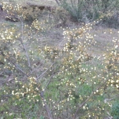 Acacia ulicifolia at Isaacs Ridge - 26 Sep 2016 03:09 PM