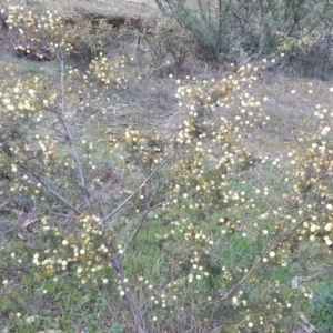 Acacia ulicifolia at Isaacs Ridge - 26 Sep 2016 03:09 PM