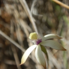 Caladenia ustulata (Brown Caps) at Black Mountain - 26 Sep 2016 by MichaelMulvaney