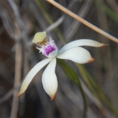 Caladenia ustulata at Undefined Area - suppressed