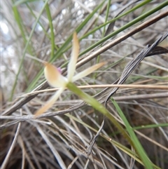 Caladenia ustulata at Point 5800 - 26 Sep 2016