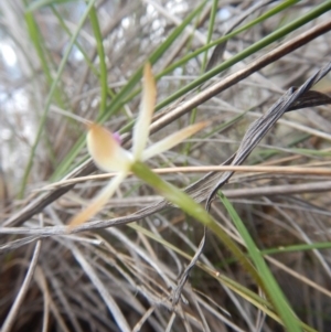 Caladenia ustulata at Undefined Area - suppressed