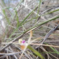 Caladenia ustulata at Point 5800 - 26 Sep 2016