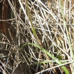 Caladenia ustulata at Point 5800 - 26 Sep 2016