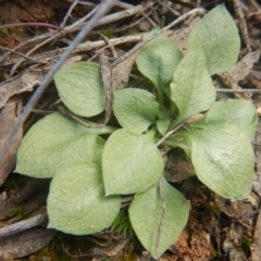 Speculantha rubescens (Blushing Tiny Greenhood) at Black Mountain - 26 Sep 2016 by MichaelMulvaney