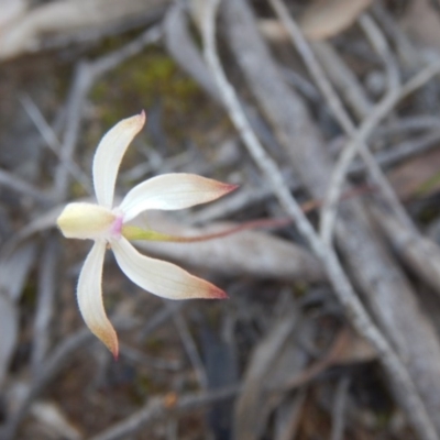 Caladenia ustulata (Brown Caps) at Canberra Central, ACT - 26 Sep 2016 by MichaelMulvaney