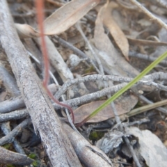 Caladenia ustulata at Canberra Central, ACT - 26 Sep 2016