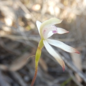 Caladenia ustulata at Canberra Central, ACT - 26 Sep 2016