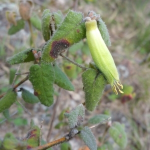 Correa reflexa var. reflexa at Urambi Hills - 26 Sep 2016