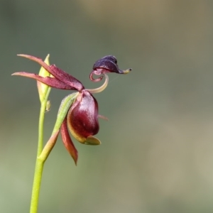 Caleana major at Bournda, NSW - suppressed