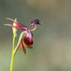 Caleana major (Large Duck Orchid) at Bournda, NSW - 25 Sep 2016 by Leo