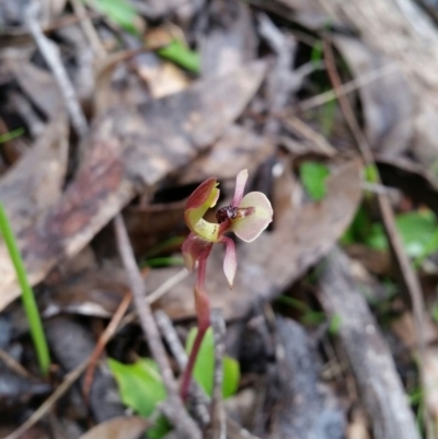 Chiloglottis trapeziformis (Diamond Ant Orchid) at Mount Jerrabomberra QP - 18 Sep 2016 by roachie