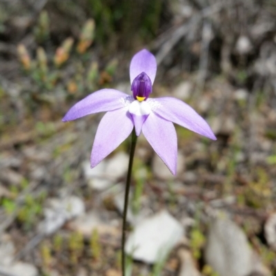 Glossodia major (Wax Lip Orchid) at Mount Jerrabomberra - 24 Sep 2016 by roachie