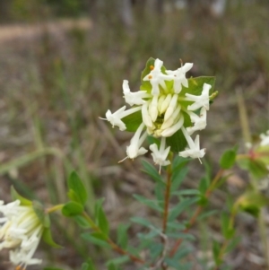 Pimelea linifolia at Jerrabomberra, NSW - 24 Sep 2016