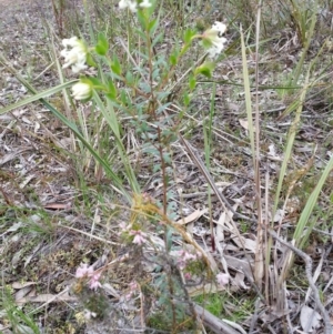 Pimelea linifolia at Jerrabomberra, NSW - 24 Sep 2016