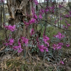 Indigofera australis subsp. australis (Australian Indigo) at Mount Jerrabomberra - 24 Sep 2016 by roachie