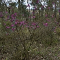 Indigofera australis subsp. australis at Jerrabomberra, NSW - 24 Sep 2016 12:20 PM