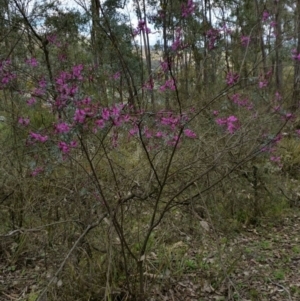 Indigofera australis subsp. australis at Jerrabomberra, NSW - 24 Sep 2016