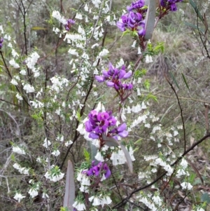 Hardenbergia violacea at Jerrabomberra, NSW - 24 Sep 2016