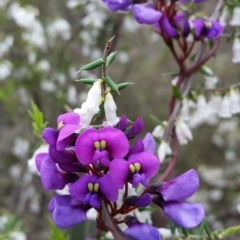 Hardenbergia violacea at Jerrabomberra, NSW - 24 Sep 2016