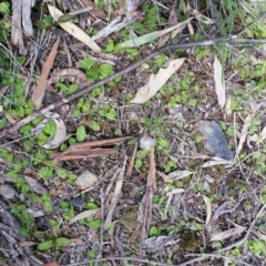 Chiloglottis trapeziformis (Diamond Ant Orchid) at Mount Jerrabomberra - 24 Sep 2016 by roachie