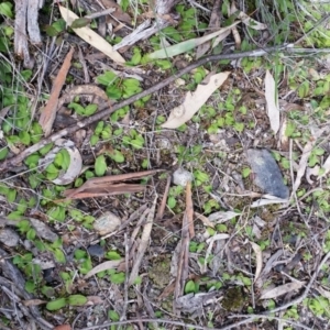 Chiloglottis trapeziformis at Jerrabomberra, NSW - suppressed