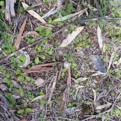 Chiloglottis trapeziformis (Diamond Ant Orchid) at Mount Jerrabomberra - 24 Sep 2016 by roachie