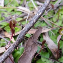 Chiloglottis trapeziformis at Jerrabomberra, NSW - suppressed