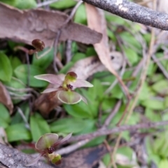 Chiloglottis trapeziformis at Jerrabomberra, NSW - suppressed