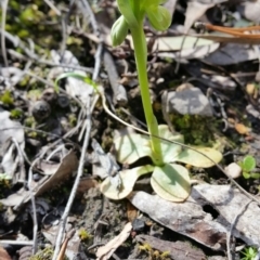 Hymenochilus sp. (A Greenhood Orchid) at Mount Jerrabomberra - 24 Sep 2016 by roachie